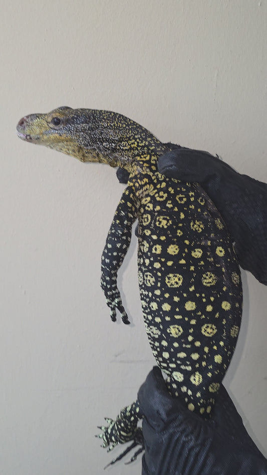 Papuawaran / Varanus salvadorii