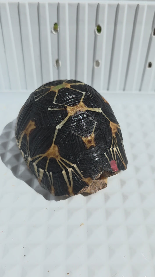Strahlenschildkröte / Astrochelys radiata