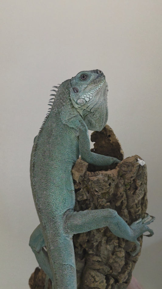 Grüner Leguan / Iguana iguana