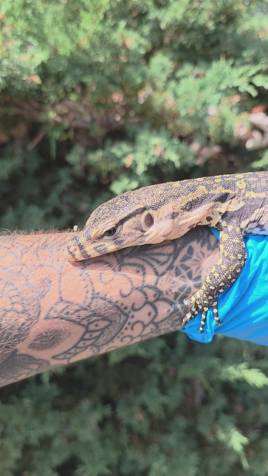 Bindenwaran / Varanus salvator