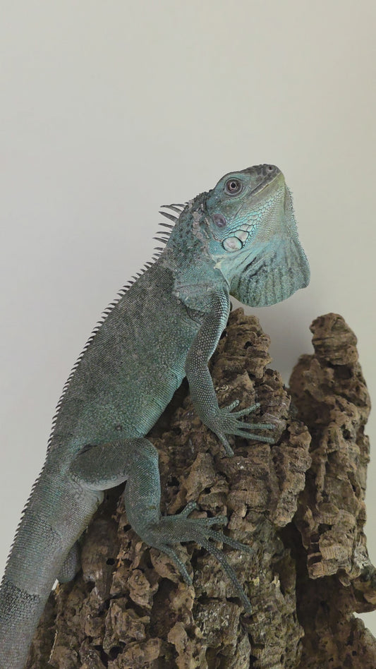 Grüner Leguan / Iguana iguana