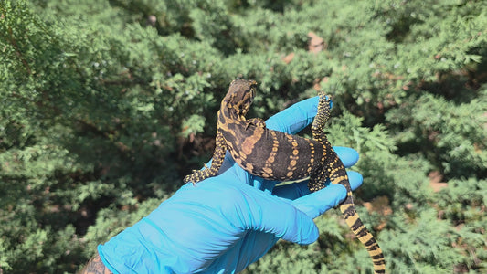 Bindenwaran / Varanus salvator
