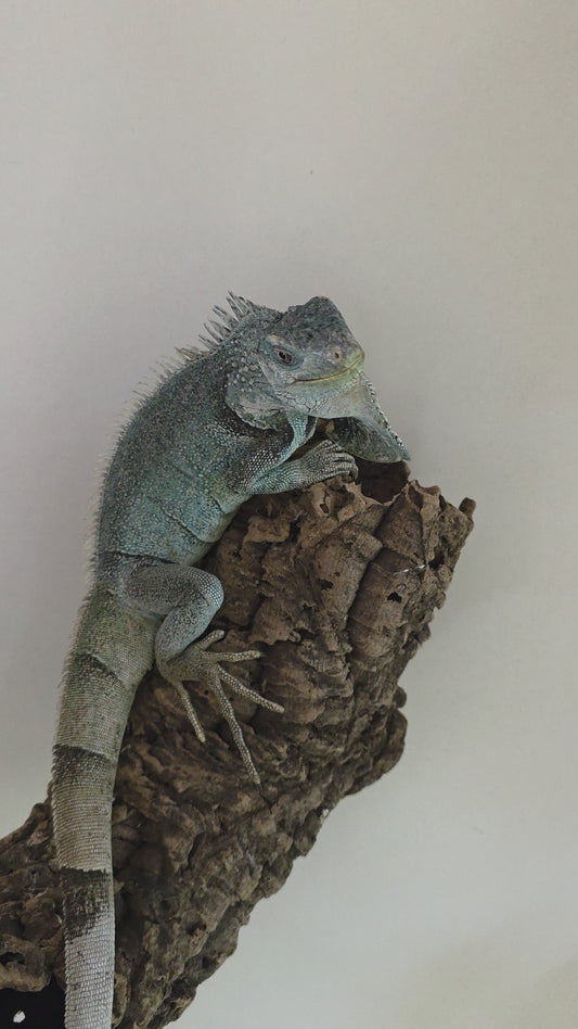 Grüner Leguan / Iguana iguana