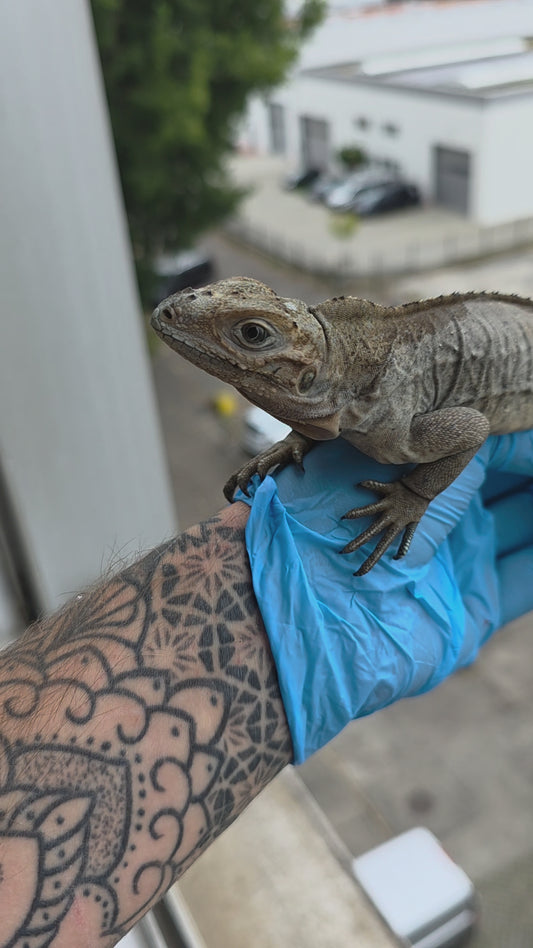 Nashornleguan / Cyclura cornuta
