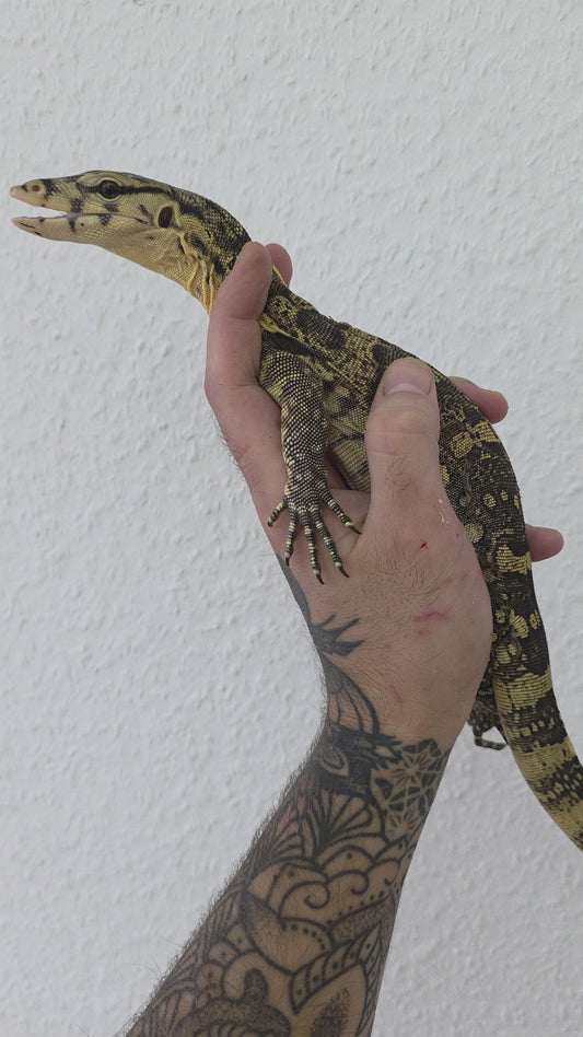 Bindenwaran / Varanus salvator