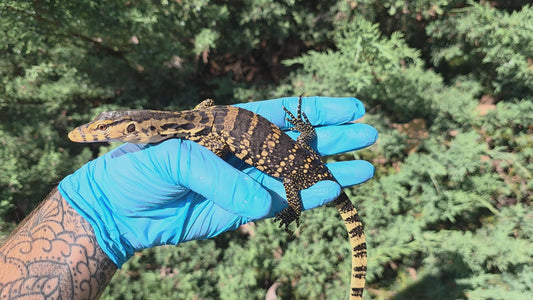 Bindenwaran / Varanus salvator