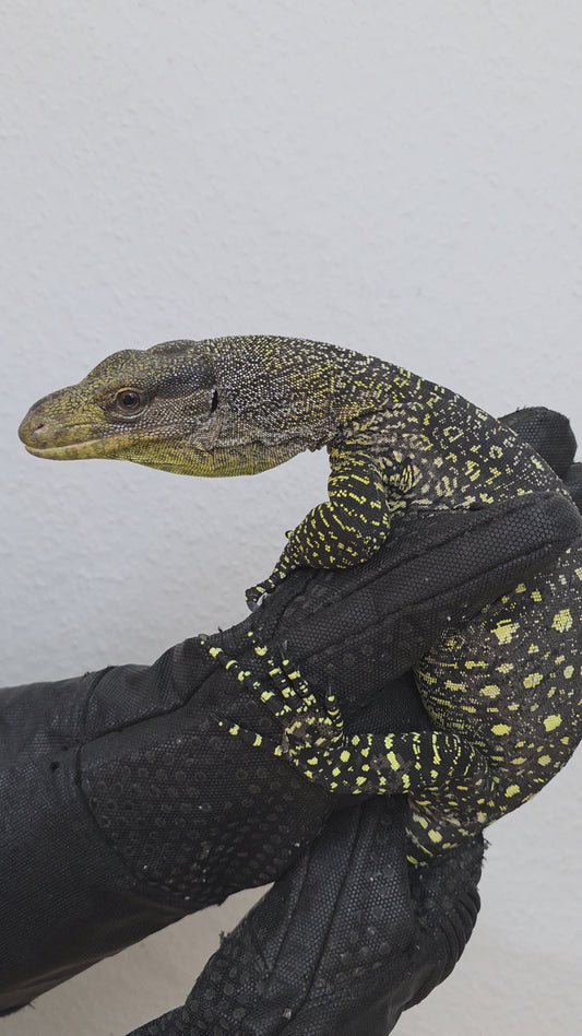 Papuawaran / Varanus salvadorii
