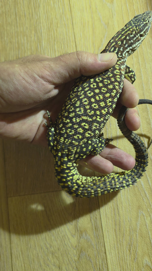 Stachelschwanzwaran / Varanus acanthurus