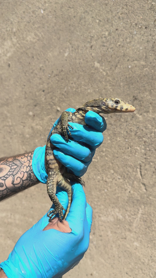 Bindenwaran / Varanus salvator