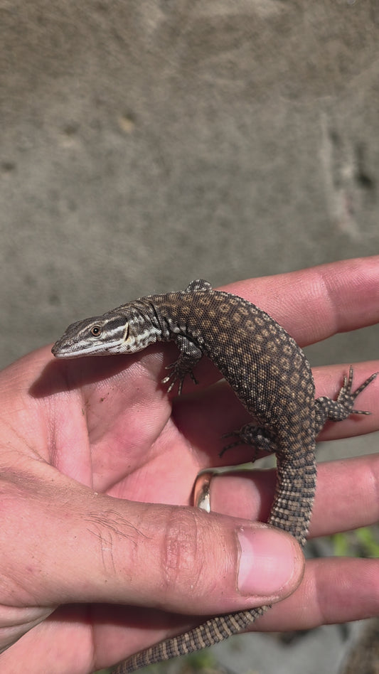 Stachelschwanzwaran / Varanus acanthurus