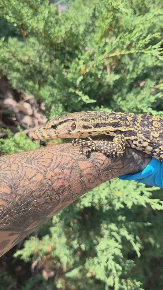 Bindenwaran / Varanus salvator