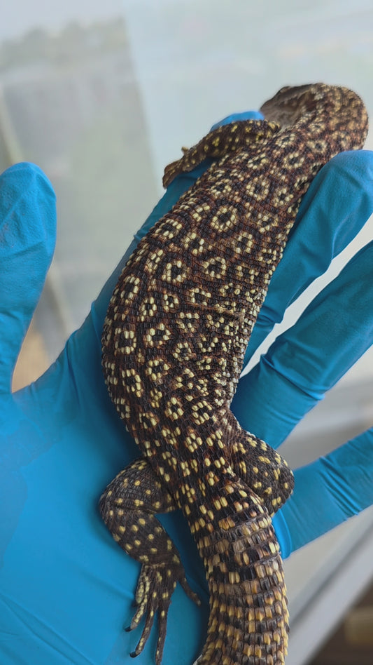 Stachelschwanzwaran / Varanus acanthurus