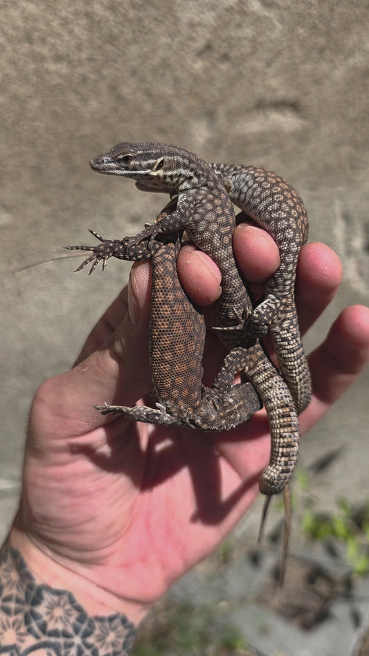 Stachelschwanzwaran / Varanus acanthurus